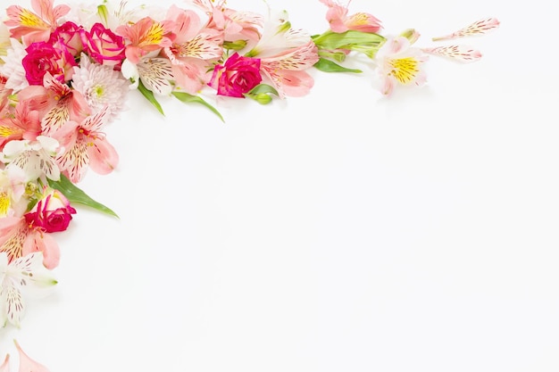 Alstroemeria flowers on white background