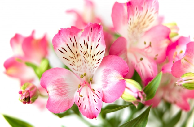 Alstroemeria flowers