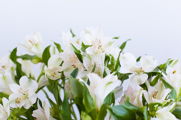 Alstroemeria peruvian lily or lily of the Incas blooming in garden