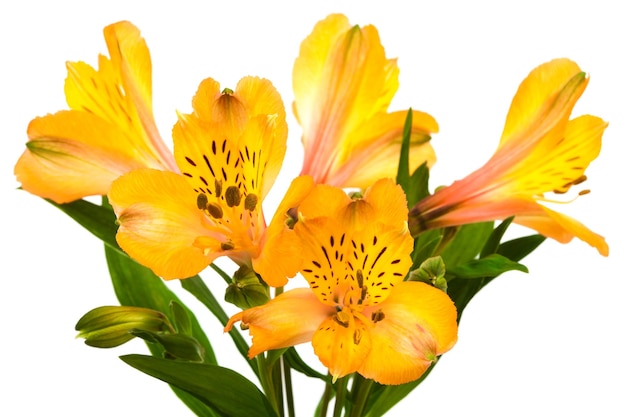 Alstroemeria