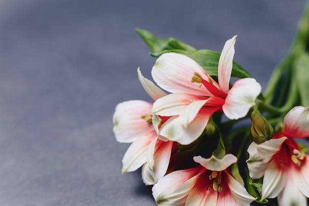 Alstroemerias on simple gray background