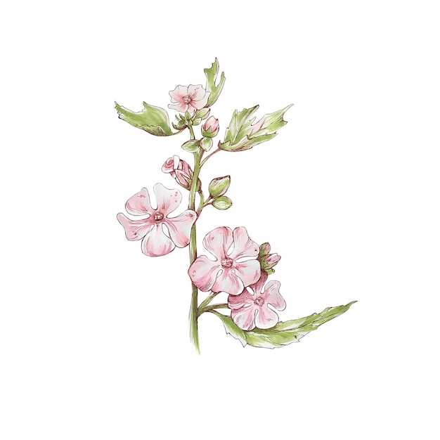 Photo althea, pink flower, stylization, marker illustration, hand draw illustration, isolated on white