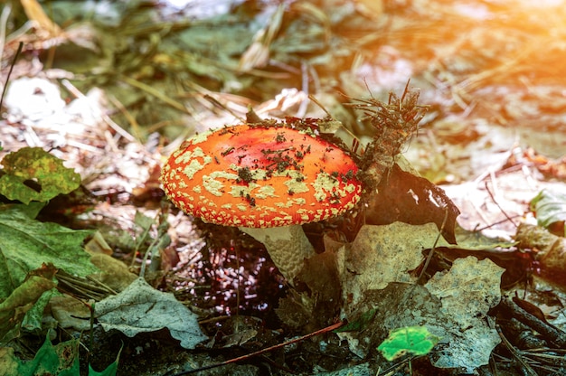 Amanita in autumn forest in sunlight rays