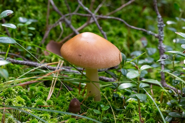 Amanita fulva mushroom, also known as the tawny grisette a brown mushroom of the genus fly agaric in green moss. Autumn in the forest, October