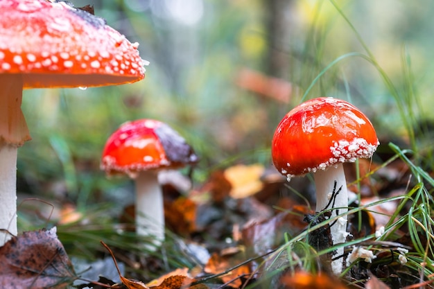 Amanita muscari fly agaric beautiful redheaded hallucinogenic toxic mushroomx9