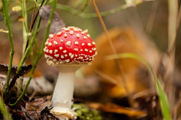 Amanita muscaria or Fly agaric poisonous mushroom grows in grass in forest