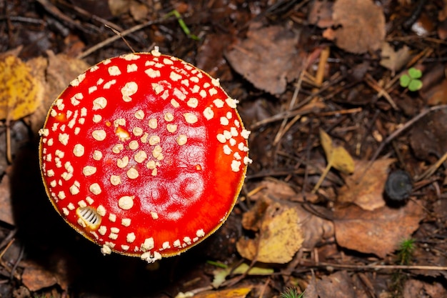 Amanita muscaria in the leaves of the autumn forest Beautiful red fairy fly agaric Poisonous mushroom in the forest