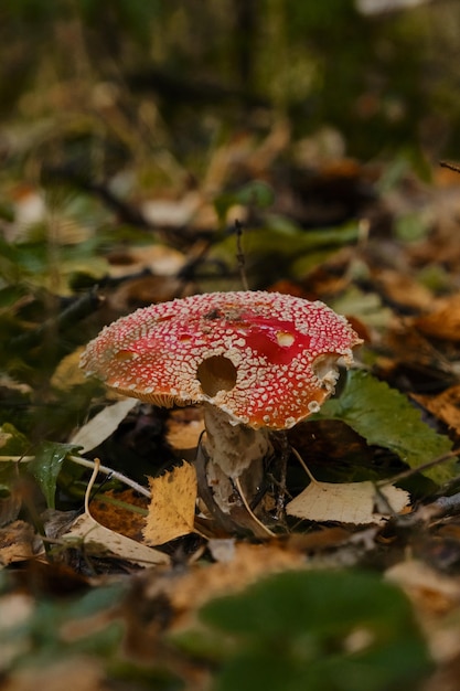 Amanita muscaria Macro photo Concept of environment and nature of autumn forest in detail