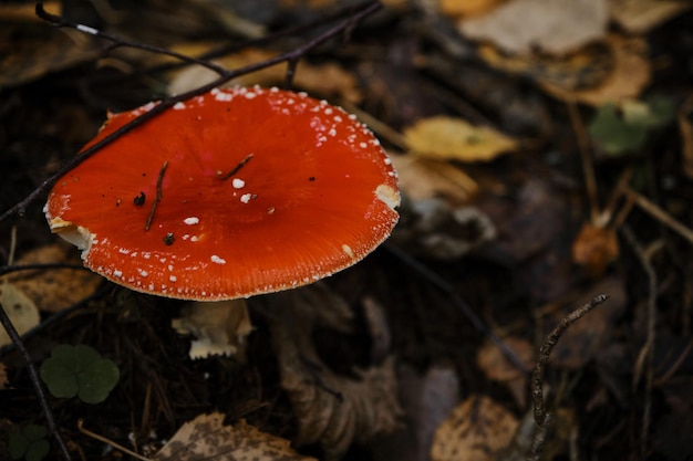 Amanita muscaria Macro photo Concept of environment and nature of autumn forest in detail