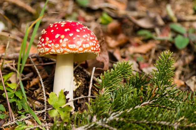 Amanita muscaria mushroom close up.