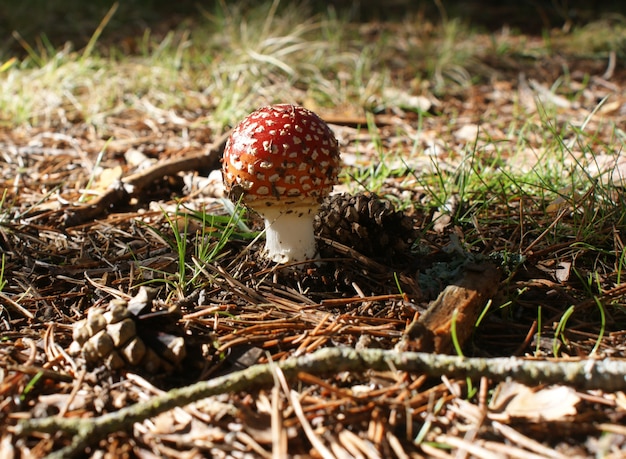 Amanita muscaria in the pine forest