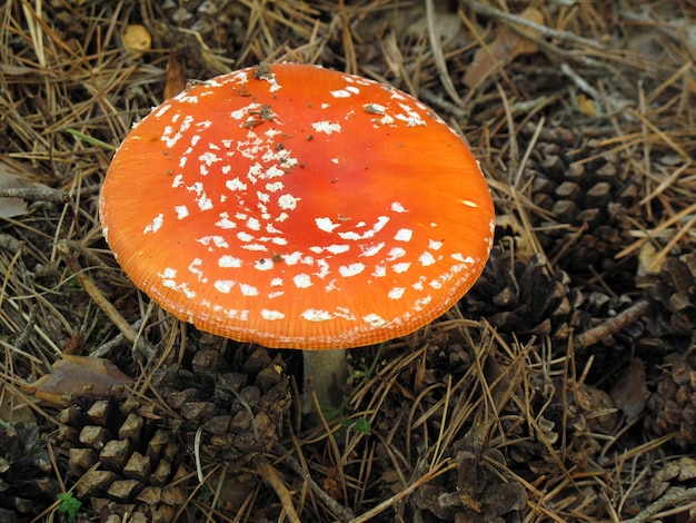 Amanita muscaria, a toxic and hallucinogenic mushroom or mushroom