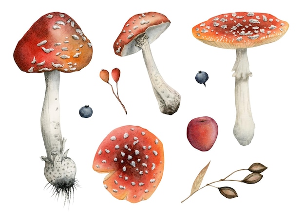 Photo amanita red mushrooms with berries selection of watercolor illustrations, fall forest decor