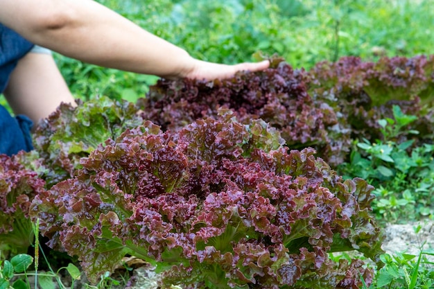 Amaranth vegetables red leaves sweet lettuce spring vegetable garden harvest