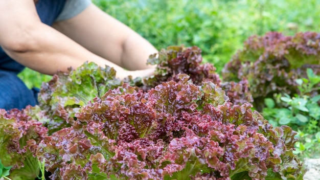 Amaranth vegetables red leaves sweet lettuce spring vegetable garden harvest