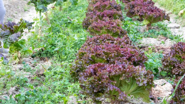 Amaranth vegetables red leaves sweet lettuce spring vegetable garden harvest