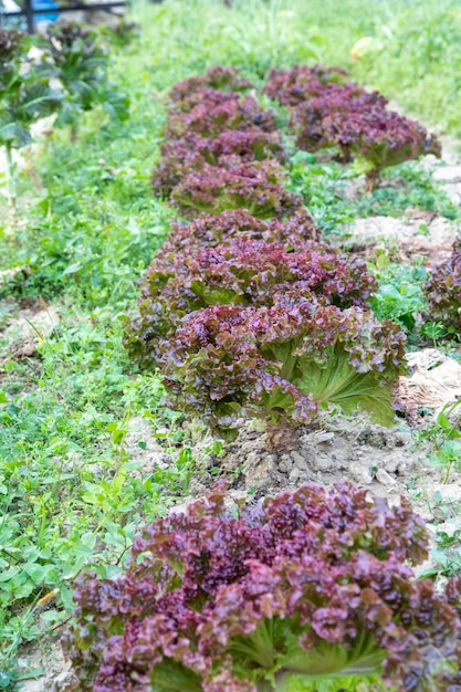 Amaranth vegetables red leaves sweet lettuce spring vegetable garden harvest