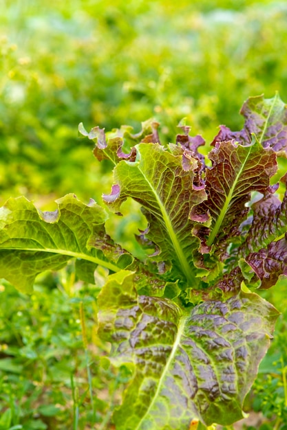 Amaranth vegetables red leaves sweet lettuce spring vegetable garden harvest