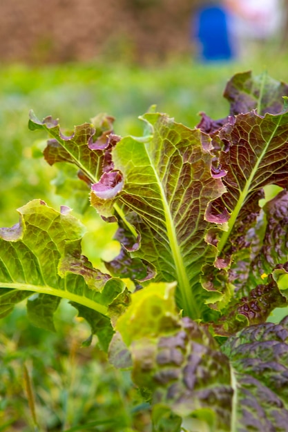 Amaranth vegetables red leaves sweet lettuce spring vegetable garden harvest