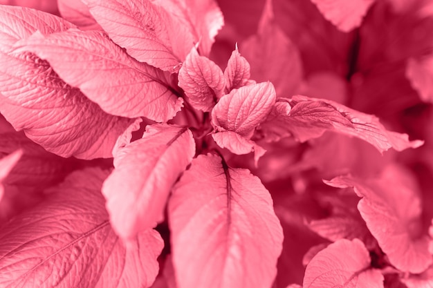 Amaranthus or amaranth with vibrant red pink purple leaves and purple stems as background decorative plant in garden in summer day outdoor toned in viva magenta trend color of the year 2023