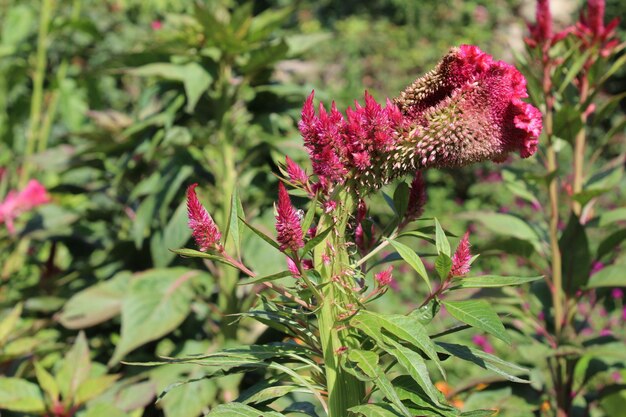 Photo amaranthus loveliesbleeding pendant amaranth tassel velvet flower or foxtail amaranthus