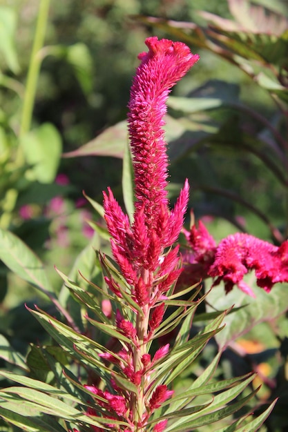 Amaranthus Loveliesbleeding Pendant amaranth Tassel Velvet flower or Foxtail amaranthus