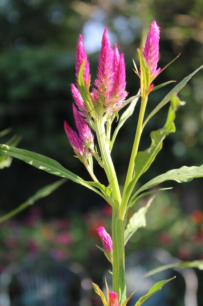 Amaranthus Loveliesbleeding Pendant amaranth Tassel Velvet flower or Foxtail amaranthus