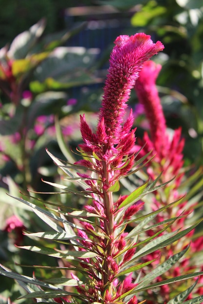 Photo amaranthus loveliesbleeding pendant amaranth tassel velvet flower or foxtail amaranthus