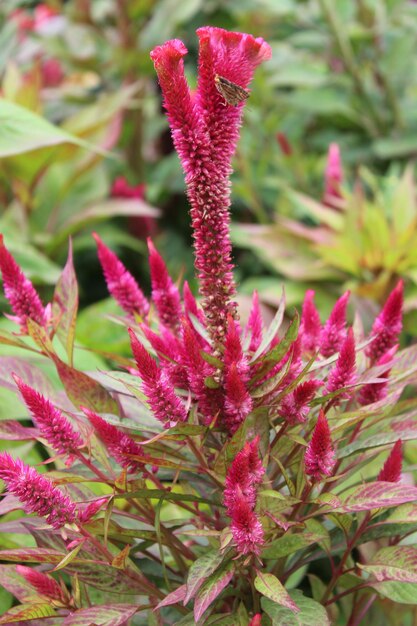 Photo amaranthus loveliesbleeding pendant amaranth tassel velvet flower or foxtail amaranthus