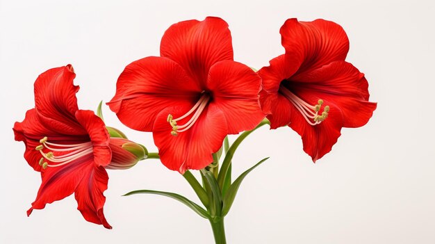 Amaryllis Closeup on white background