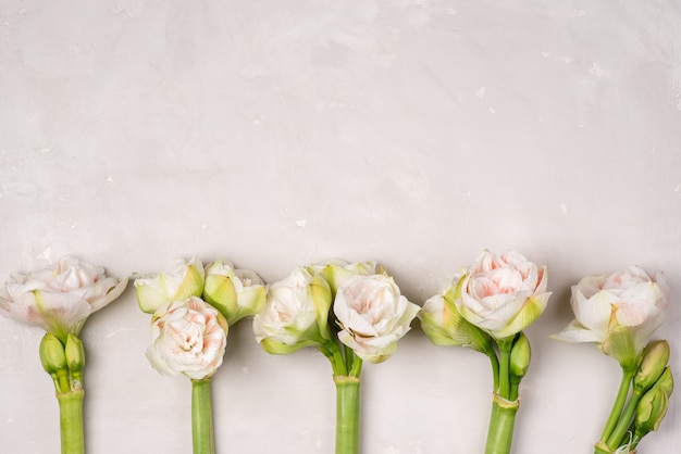 Amaryllis floral background on a light