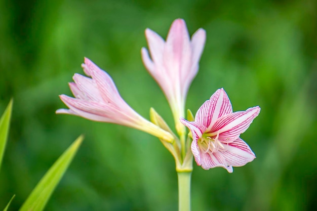 Amaryllis is a whitepink flower in nature large beautiful flowers