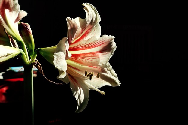 Amaryllis spring bloom variegated amaryllis flower closeup in the sun against a dark background