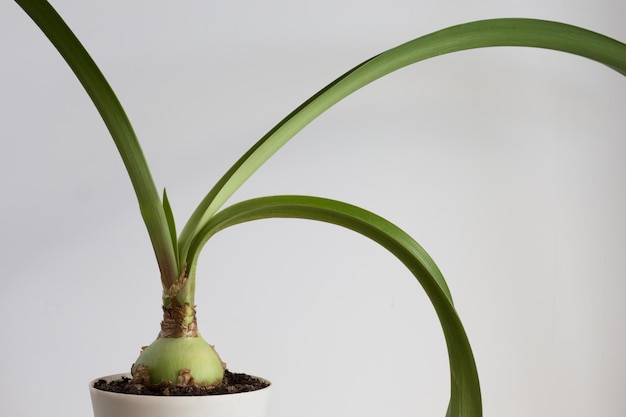 Amaryllis with long leaves in pot on the white background