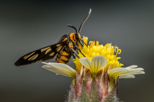 Amata huebneri day flying moth collecting nectar on yellow flower