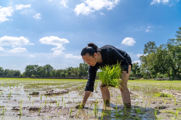 Amateur Asian man tests and tries to transplant rice seedlings in paddy rice field in the open sky day