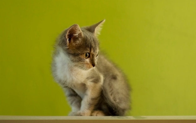 Amazement  gray  and white cat lying. The concept of pets at home. Interested kitten resting  at home.