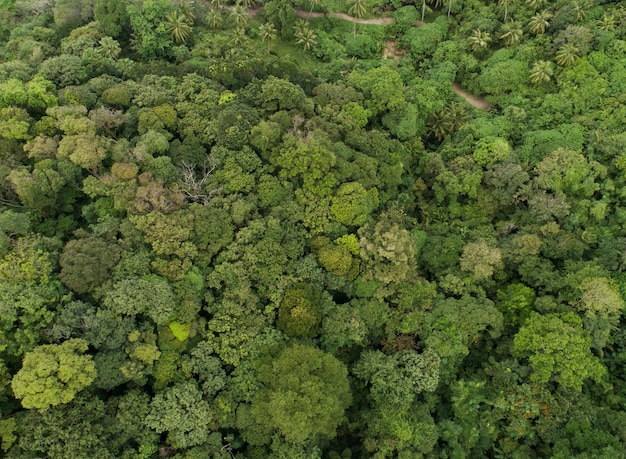 Amazing abundant forest Aerial view of forest trees Rainforest ecosystem and healthy environment background Texture of green trees forest top down