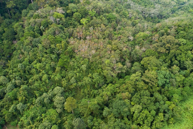 Amazing abundant forest Aerial view of forest trees Rainforest ecosystem and healthy environment background Texture of green trees forest top down