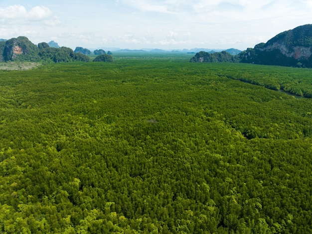 Amazing abundant mangrove forest Aerial view of forest trees Rainforest ecosystem and healthy environment background Texture of green trees forest top down High angle view