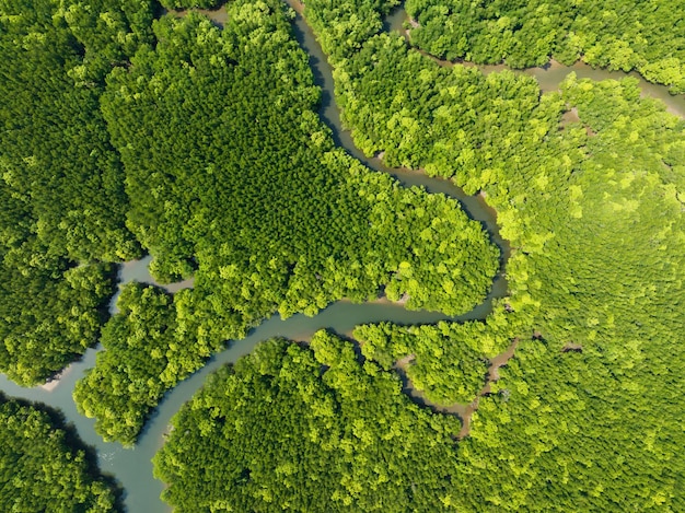 Amazing abundant mangrove forest Aerial view of forest trees Rainforest ecosystem and healthy environment background Texture of green trees forest top down High angle view