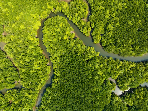 Amazing abundant mangrove forest Aerial view of forest trees Rainforest ecosystem and healthy environment background Texture of green trees forest top down High angle view