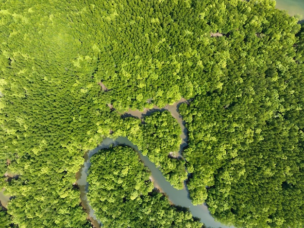 Amazing abundant mangrove forest Aerial view of forest trees Rainforest ecosystem and healthy environment background Texture of green trees forest top down High angle view