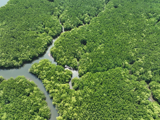 Amazing abundant mangrove forest Aerial view of forest trees Rainforest ecosystem and healthy environment background Texture of green trees forest top down High angle view