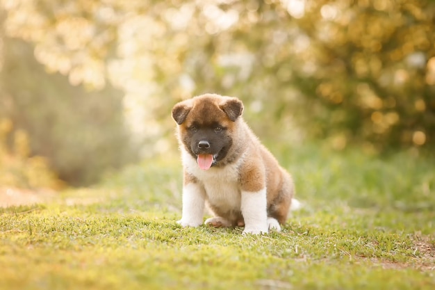 Amazing American Akita puppy sitting on the grass.