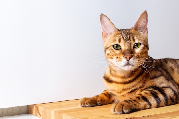 Amazing bengal cat resting on table. Unique spotted domestic cat. Copy space on left side.