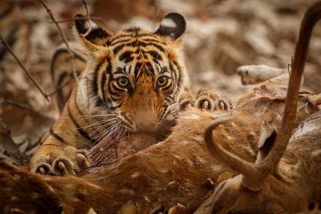 Photo amazing bengal tiger in the nature with its prey