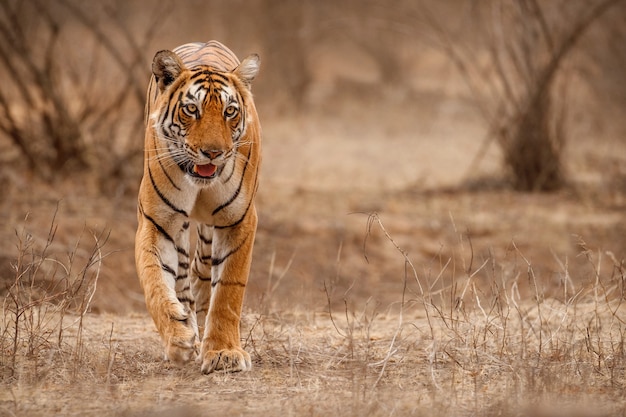 Amazing bengal tiger in the nature