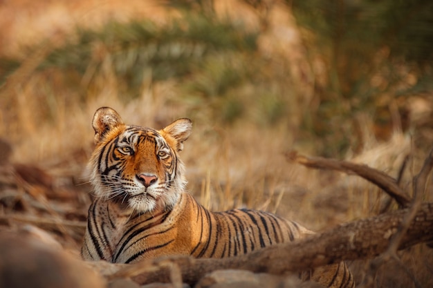 Amazing bengal tiger in the nature