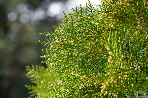 Amazing blue seeds of thuja tree Platycladus orientalis Platycladus orientalis also known as Chinese thuja or Oriental arborvitae Selective focus